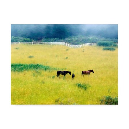 Trademark Fine Art Monte Nagler 'Serenity California' Canvas Art, 35x47 ALI44723-C3547GG